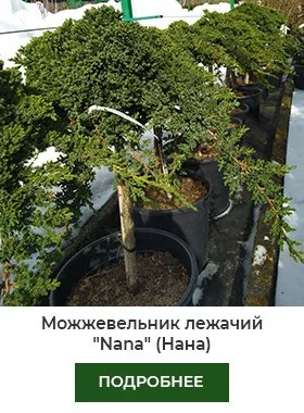 можжевельник Нана.jpg