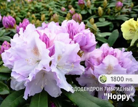 Хоппи