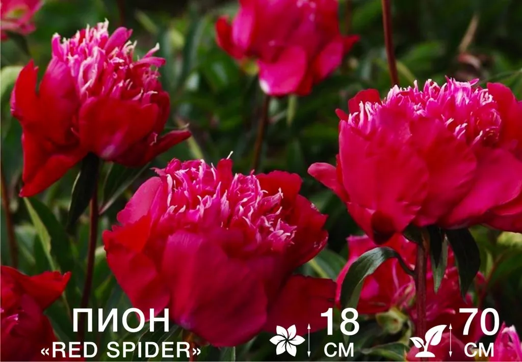 Red Spider