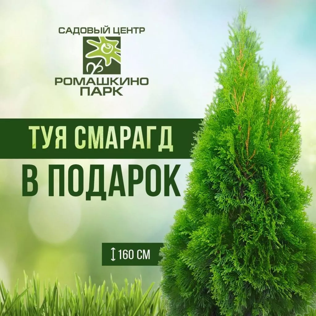 Смарагд