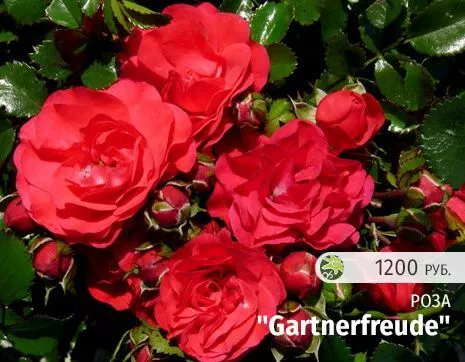 Gartnerfreude.jpg