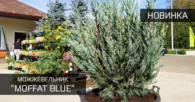 Моффат Блю