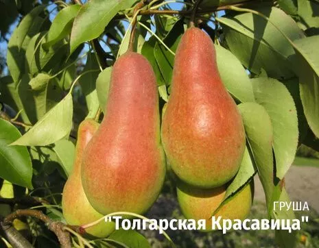 Толгарская Красавица.jpg