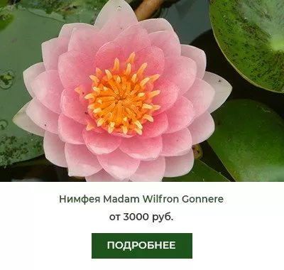 Нимфея (кувшинка) Madam Wilfron Gonnere Мадам Вилфрон Гоннер