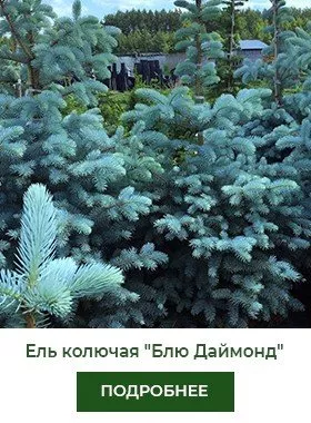 el-kolyuchaya-blue-diamond