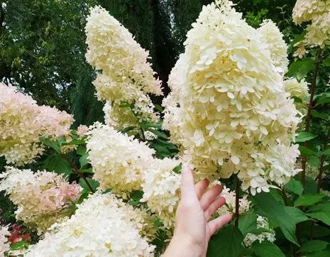 Геркулес
