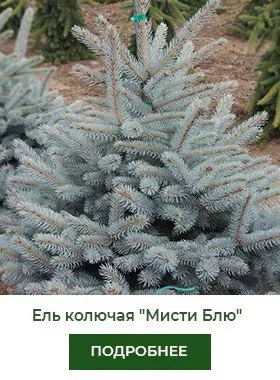 el-kolyuchaya-misti-blyu