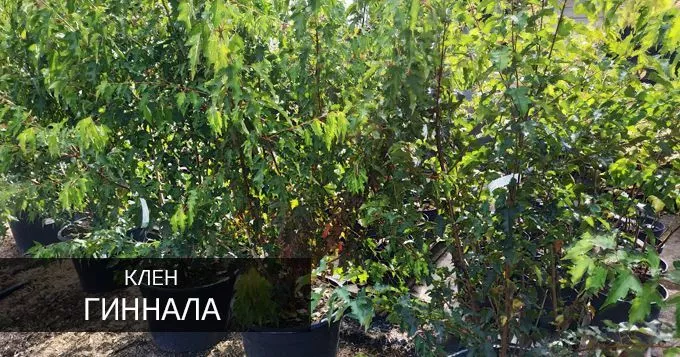 Гиннала
