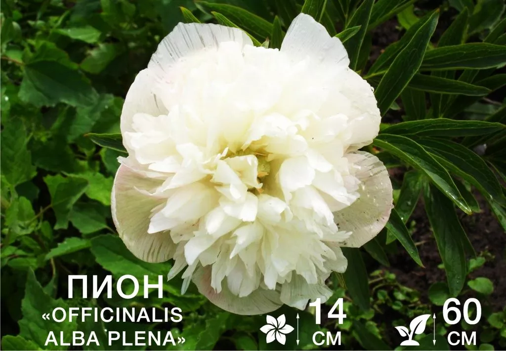 Officinalis Alba Plena