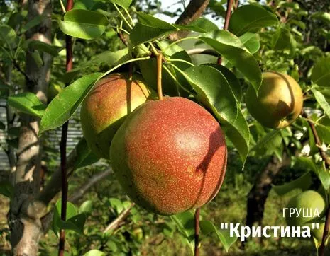 Кристина.jpg