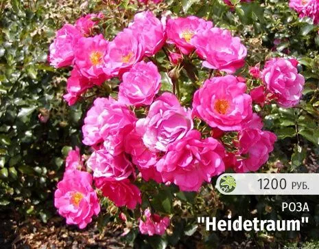 Heidetraum.jpg