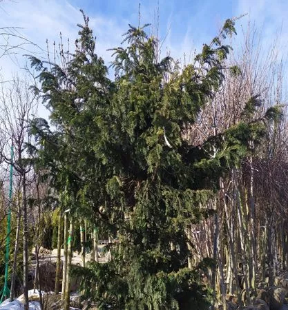 Тисс