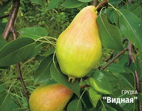 Видная.jpg