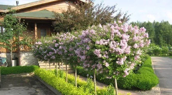 Живая изгородь из сирени