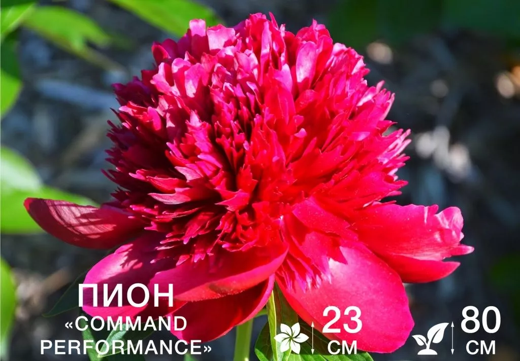 Command Performance