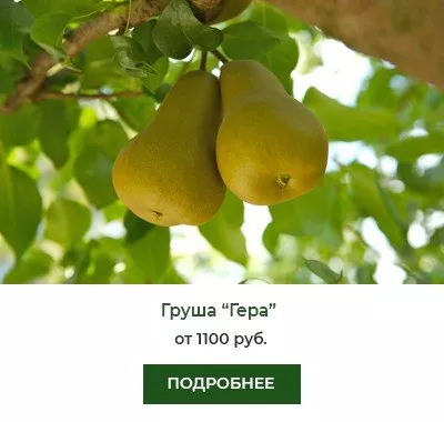 Гера.jpg