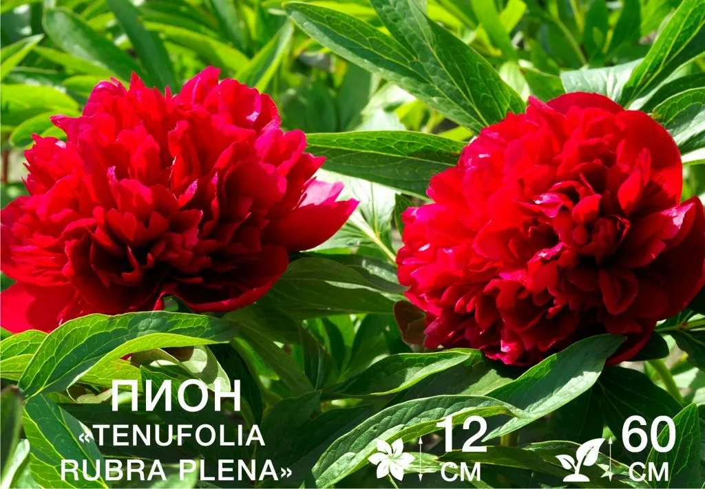 Tenufolia Rubra Plena