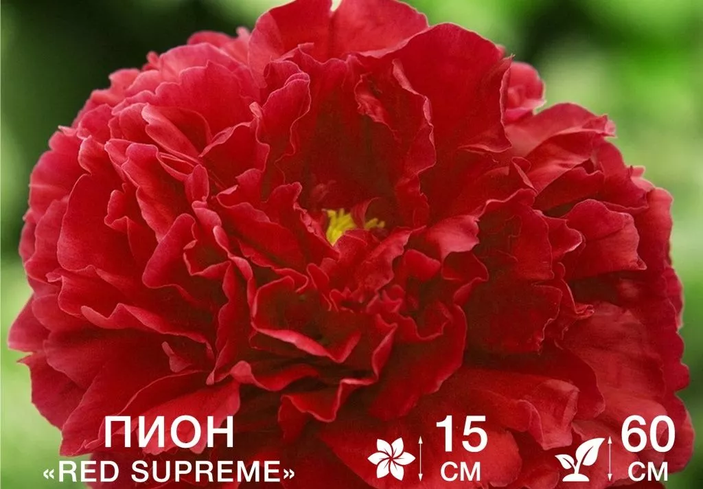 Red Supreme