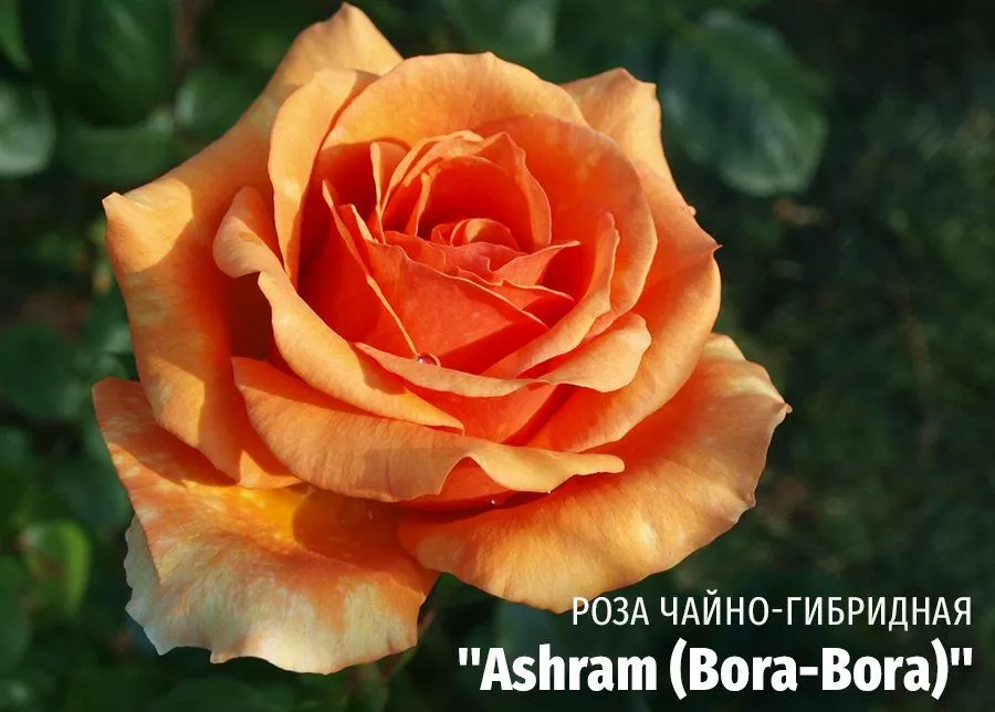 Роза чайно-гибридная Ashram (Bora-Bora) (Ашрам Бора Бора) фото
