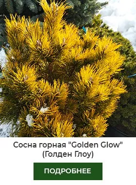 Сосна Огонь.jpg