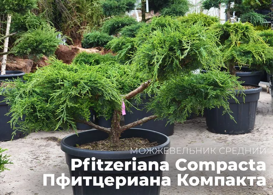 /upload/dev2fun.imagecompress/webp/medialibrary/787/ypr01sto8xrgd731dq08z24h1dqar249/Mozhzhevelnik-sredniy-Pfitzeriana-Compacta-_Pfittseriana-Kompakta_.webp