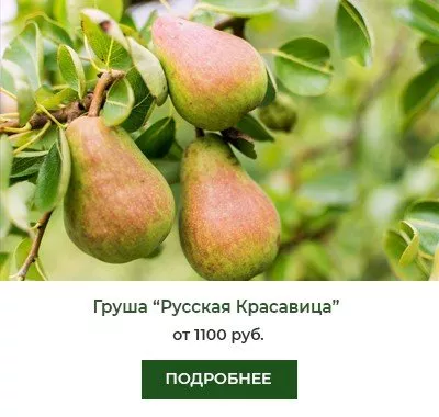 Русская Красавица