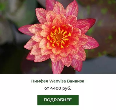 Нимфея (кувшинка) Wanvisa Ванвиза