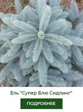 el-kolyuchaya-super-blue-seedling