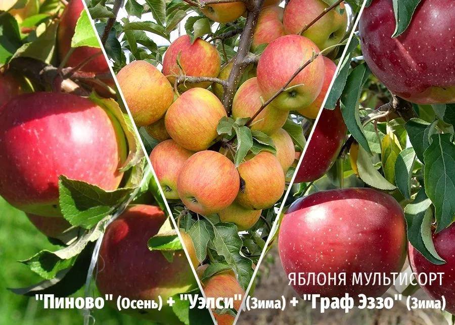 Яблоня Пиново (Осень) + Уэлси (Зима) + Граф Эззо (Зима) фото