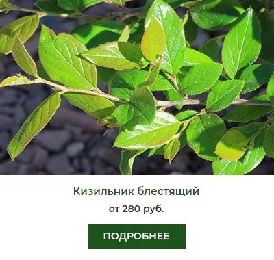 Кизильник блестящий
