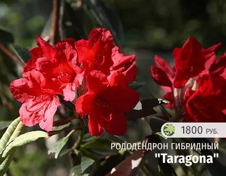 Таррагона