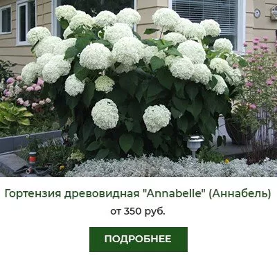 Гортензия древовидная Annabelle (Аннабель)