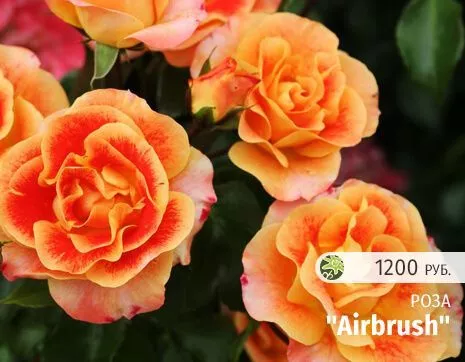 Airbrush.jpg