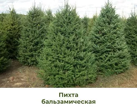 Pihta-balzamicheskaya-na-novii-god