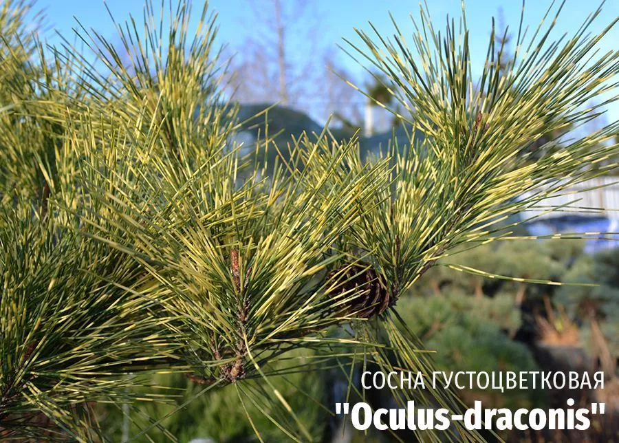 Сосна густоцветковая Oculus-draconis (Окулус Драконис) фото