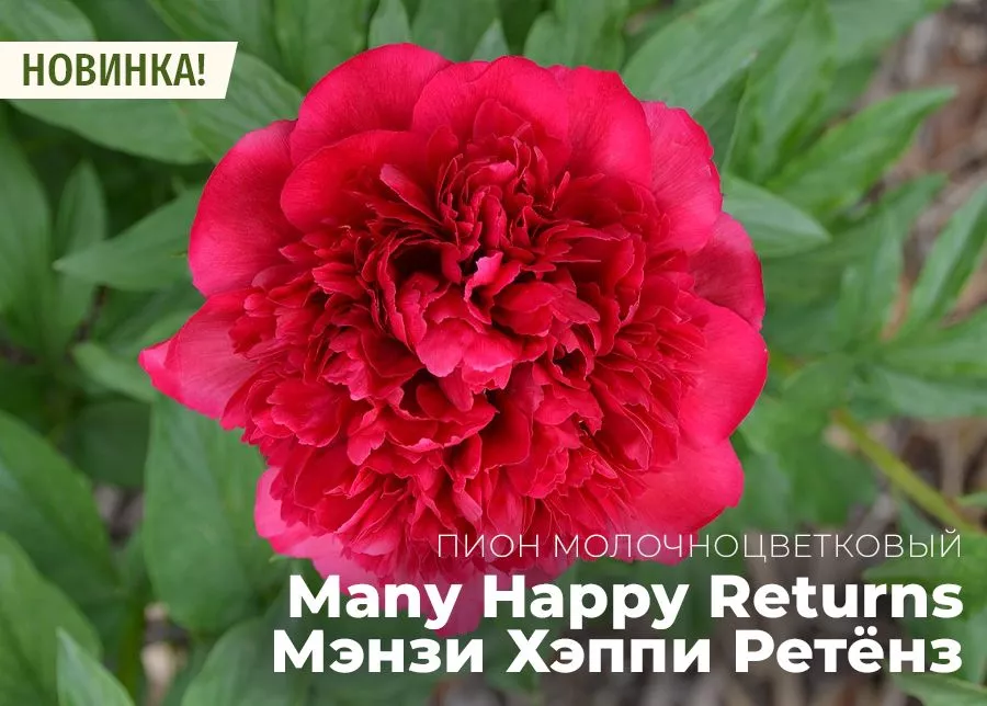Пион молочноцветковый «Many Happy Returns» (Мени Хеппи Ретернс).jpg