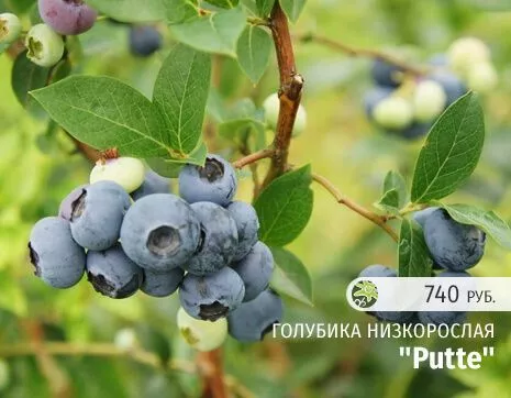 Путте