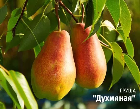 Духмяная.jpg