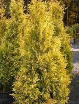 Туя западная Europe Gold