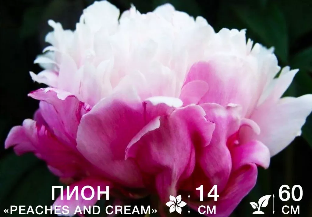 Peaches and Cream