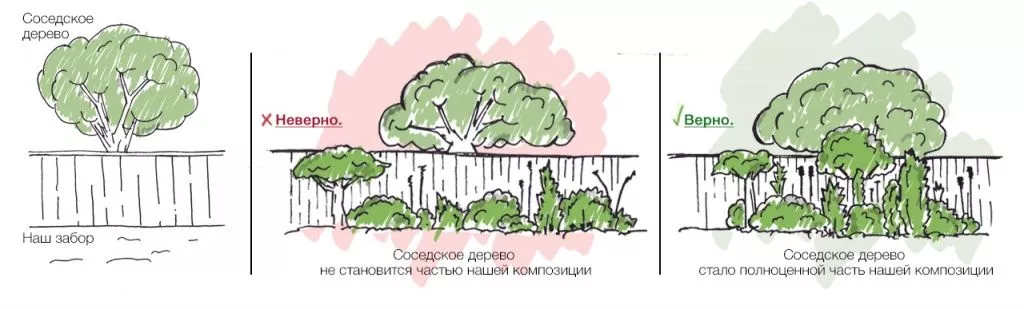 Использование дерева за пределами участка Использование дерева за пределами участка