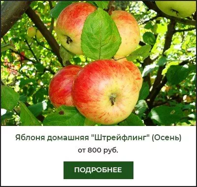 Штрейфлинг Штрейфлинг