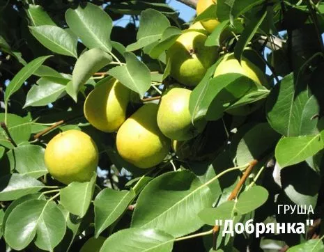 Добрянка.jpg