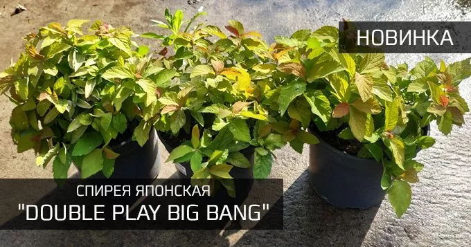 Спирея Длинная