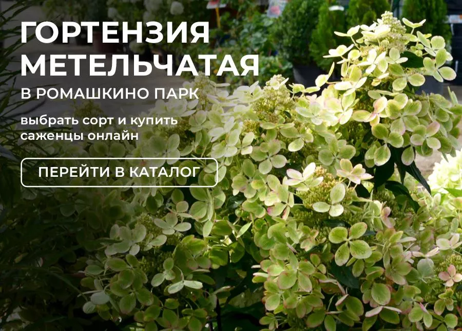 Гортензия метельчатая купить