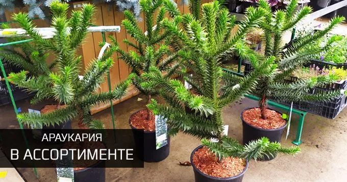 Араукария