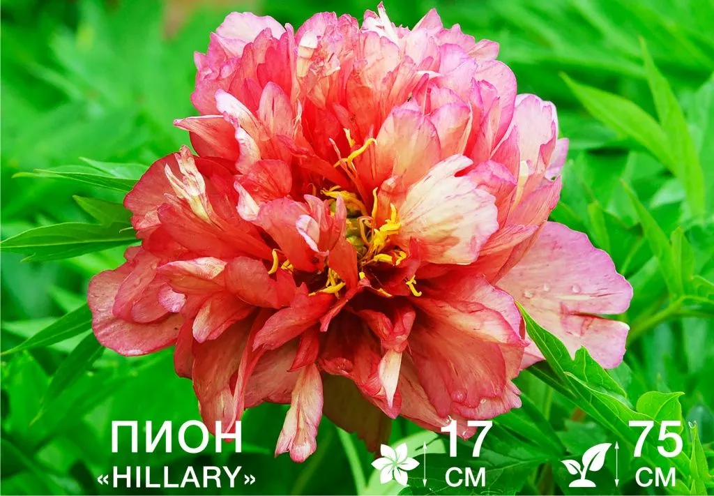 Itoh Hillary