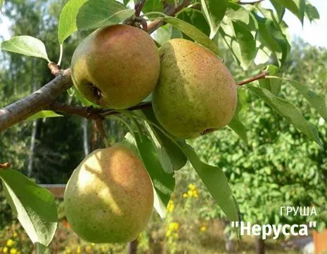 Нерусса.jpg