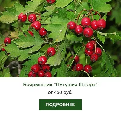 Боярышник Петушья Шпора