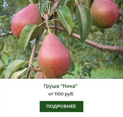 Ника.jpg